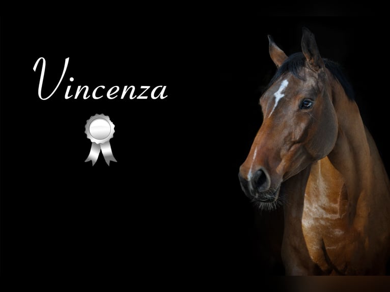 German Sport Horse Mare 5 years 16 hh Brown in Fraunberg