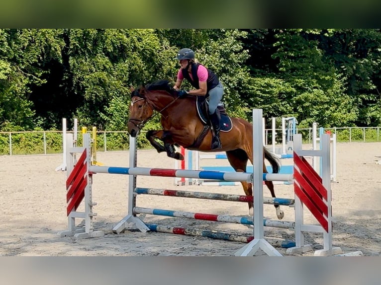 German Sport Horse Mare 5 years 16 hh Brown in Wermelskirchen