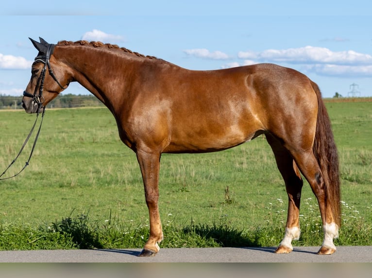 German Sport Horse Mare 5 years 16 hh Chestnut in Bad Saulgau