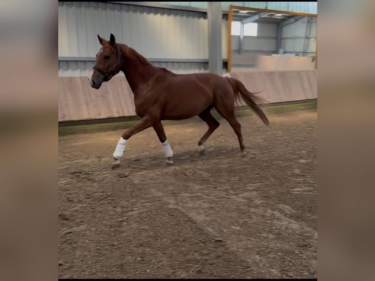 German Sport Horse Mare 5 years 16 hh Chestnut-Red in Roßdorf