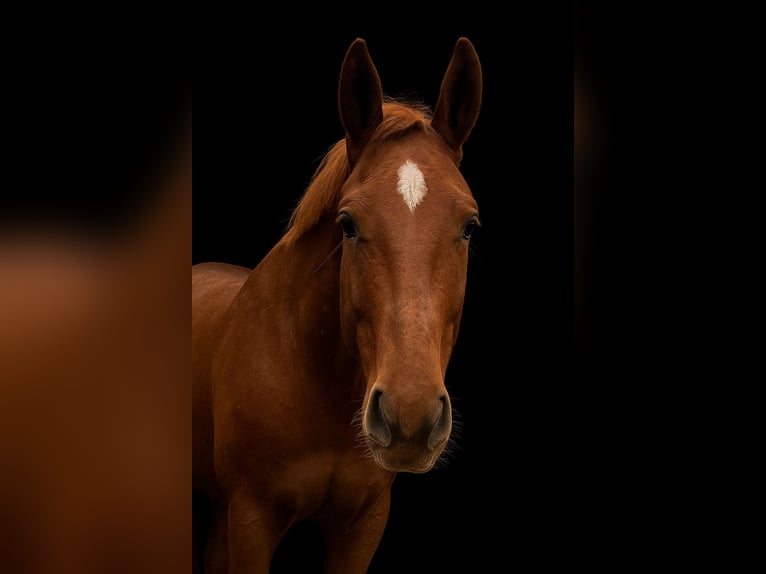 German Sport Horse Mare 5 years 16 hh Chestnut-Red in Burgthann German Sport Horse Mare 5 years 16 hh Chestnut-Red in Burgthann