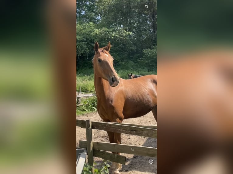 German Sport Horse Mare 5 years 16 hh Chestnut-Red in Mengerschied