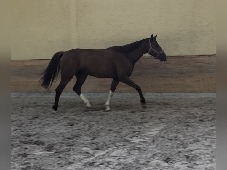 German Sport Horse Mare 5 years 16 hh Chestnut-Red in Balingen