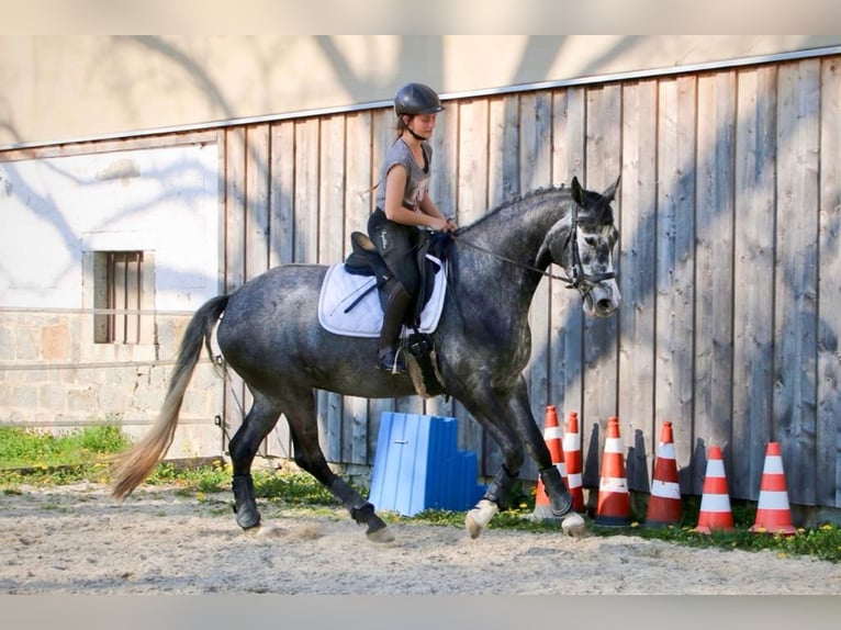 German Sport Horse Mare 5 years 16 hh Gray in Neuhaus am Inn