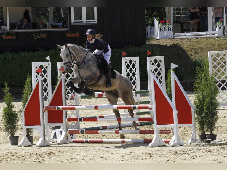 German Sport Horse Mare 5 years 16 hh Gray in Bad Freienwalde