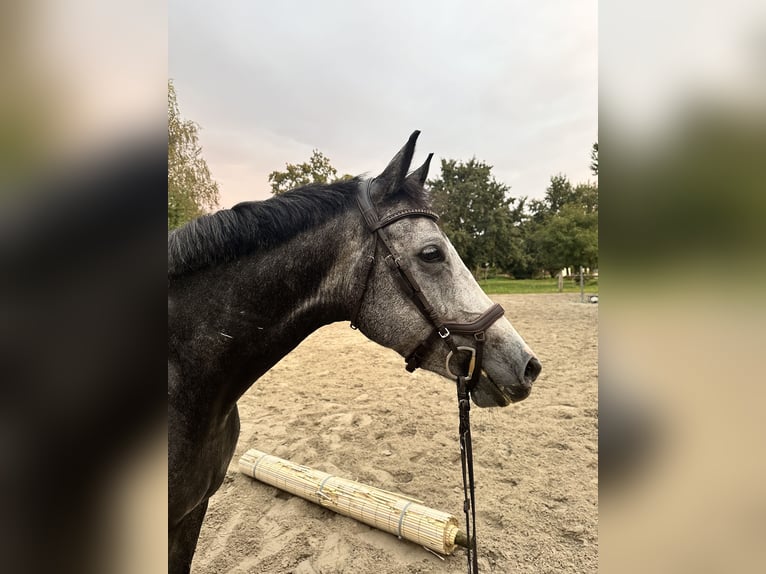 German Sport Horse Mare 5 years 16 hh Grey-Dapple in Gifhorn