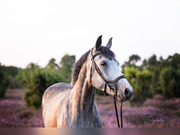 German Sport Horse Mare 5 years 16 hh Grey-Dapple in Gifhorn