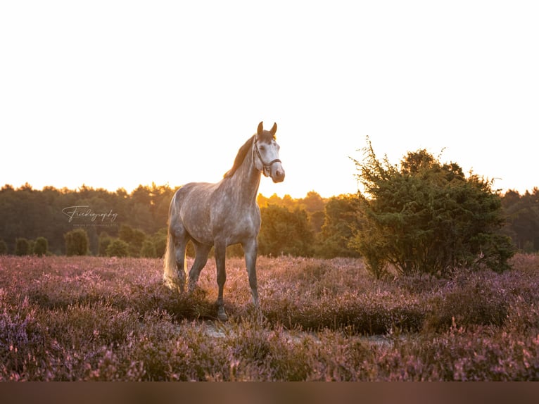German Sport Horse Mare 5 years 16 hh Grey-Dapple in Gifhorn