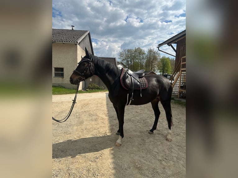 German Sport Horse Mare 5 years 16 hh Smoky-Black in Kirchroth