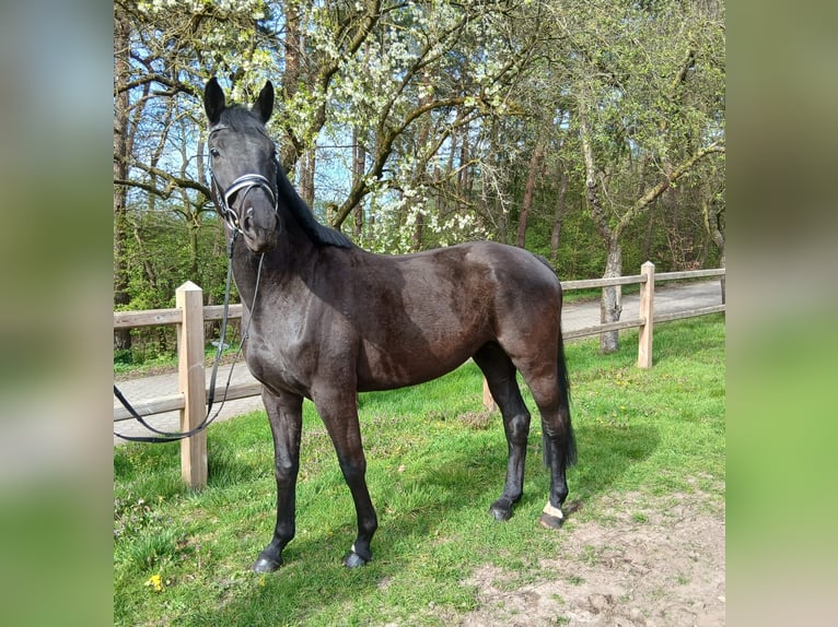 German Sport Horse Mare 5 years 16,1 hh Bay-Dark in Kirchdorf