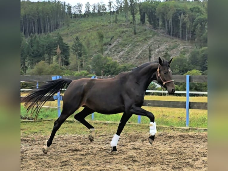 German Sport Horse Mare 5 years 16,1 hh Bay-Dark in Prag