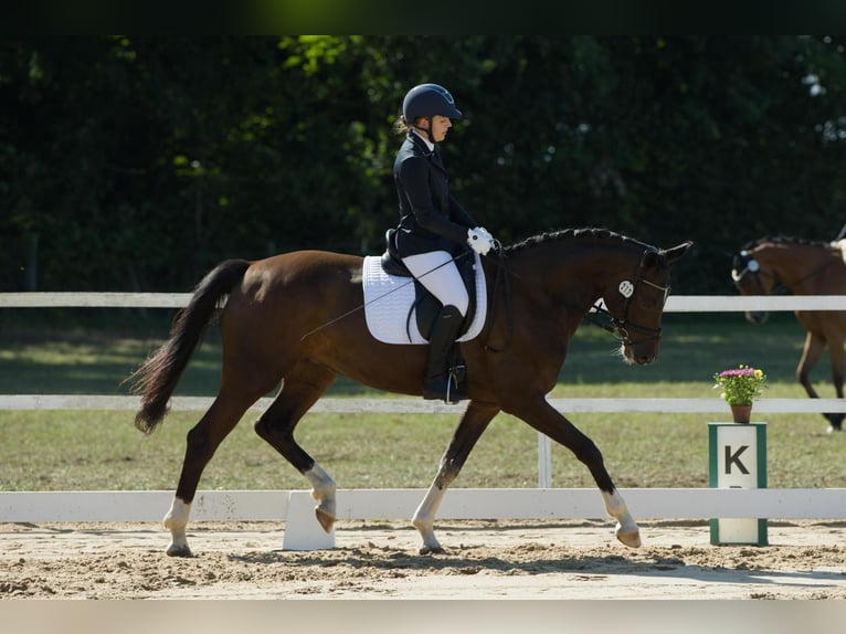 German Sport Horse Mare 5 years 16,1 hh Bay-Dark in Wulkow