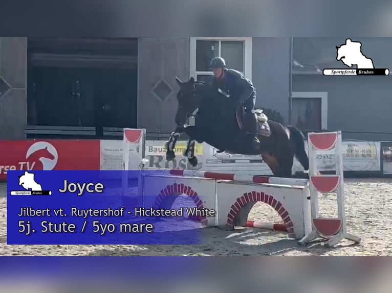 German Sport Horse Mare 5 years 16,1 hh Bay-Dark in Gadow