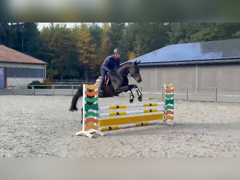 German Sport Horse Mare 5 years 16,1 hh Bay-Dark in Gadow