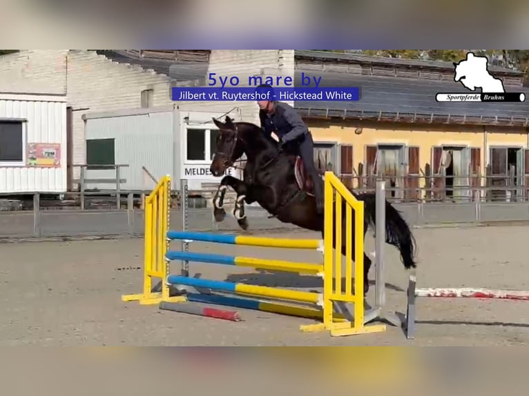 German Sport Horse Mare 5 years 16,1 hh Bay-Dark in Gadow