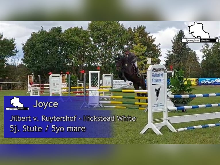 German Sport Horse Mare 5 years 16,1 hh Bay-Dark in Gadow