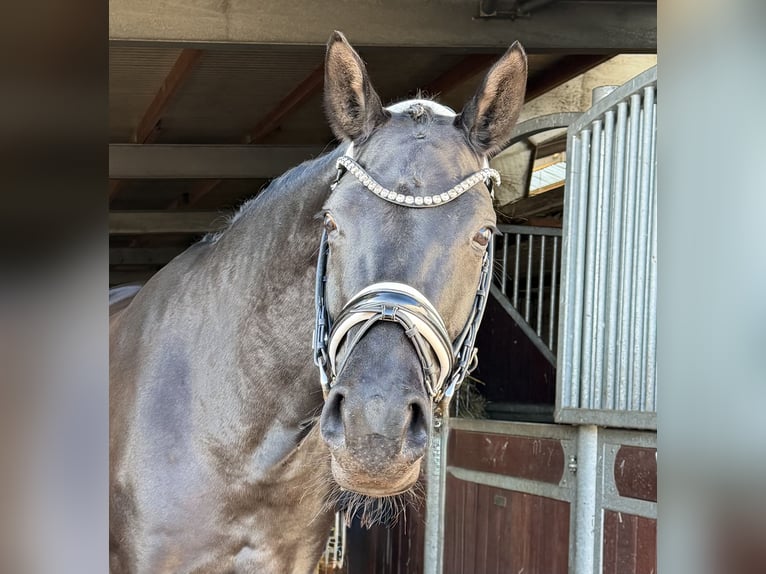 German Sport Horse Mare 5 years 16,1 hh Black in Schönwalde