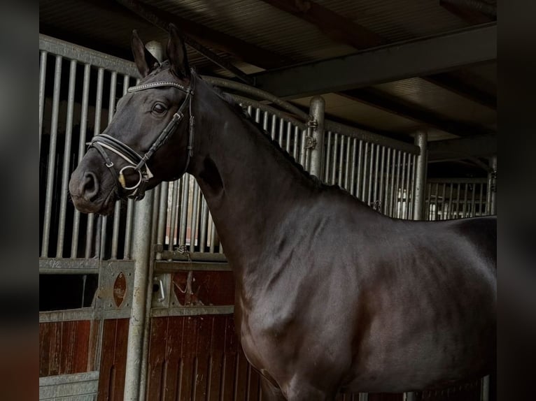 German Sport Horse Mare 5 years 16,1 hh Black in Schönwalde