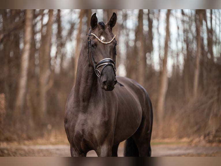 German Sport Horse Mare 5 years 16,1 hh Black in Wehringen