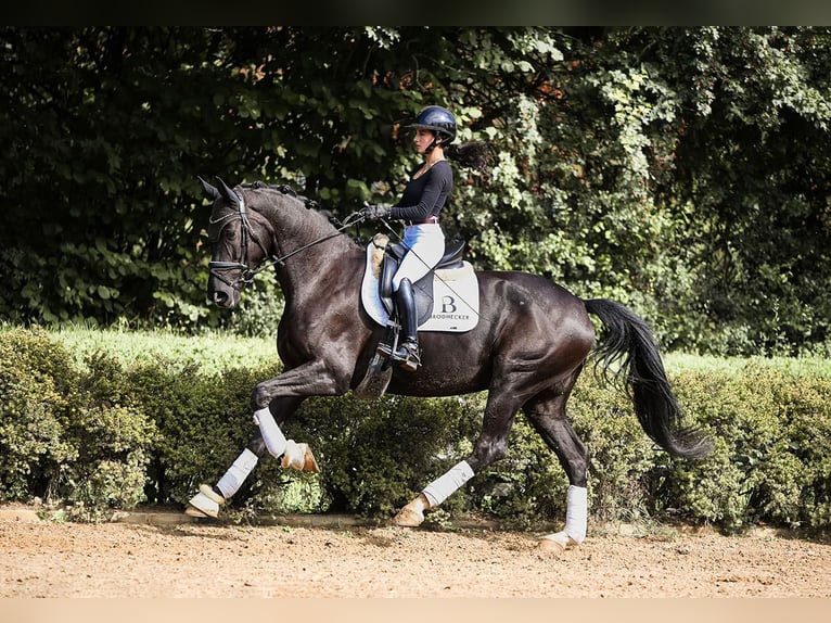 German Sport Horse Mare 5 years 16,1 hh Black in Riedstadt