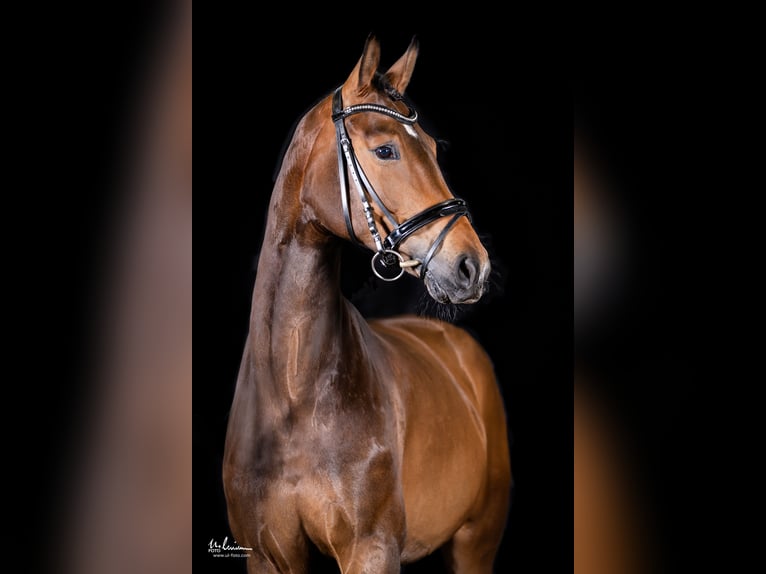 German Sport Horse Mare 5 years 16,1 hh Brown in Herrenberg