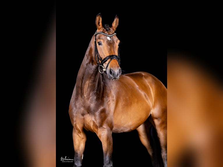 German Sport Horse Mare 5 years 16,1 hh Brown in Herrenberg
