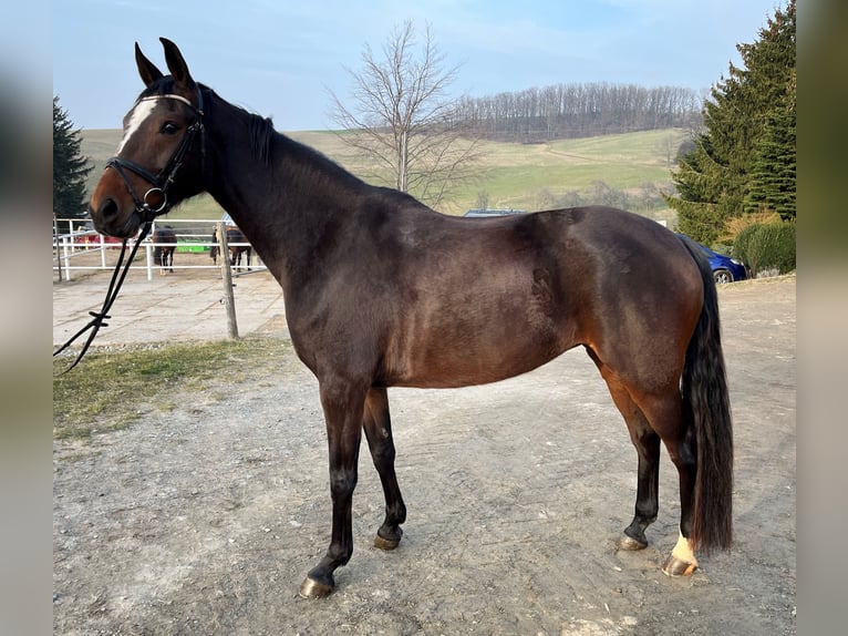 German Sport Horse Mare 5 years 16,1 hh Brown in Chemnitz