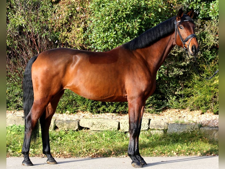 German Sport Horse Mare 5 years 16,1 hh Brown in Schwäbisch Hall