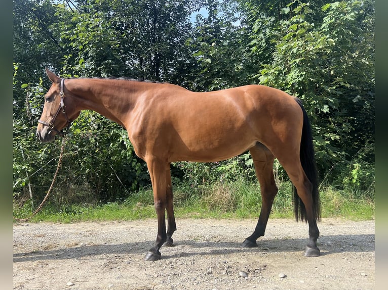 German Sport Horse Mare 5 years 16,1 hh Brown in Erharting