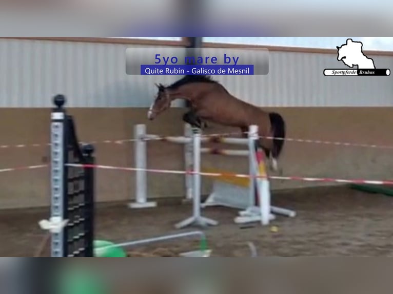 German Sport Horse Mare 5 years 16,1 hh Brown in Gadow