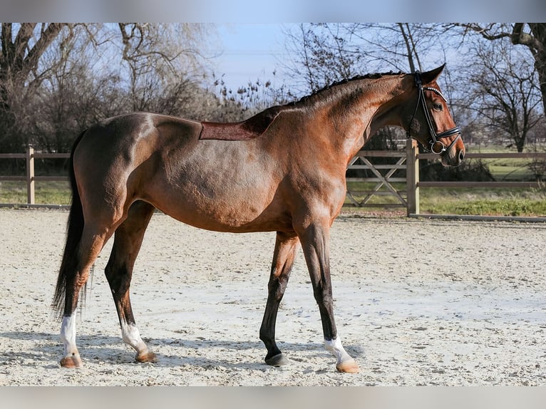 German Sport Horse Mare 5 years 16,1 hh Brown in Riedstadt