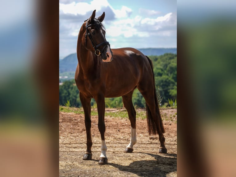 German Sport Horse Mare 5 years 16,1 hh Chestnut in Beckingen