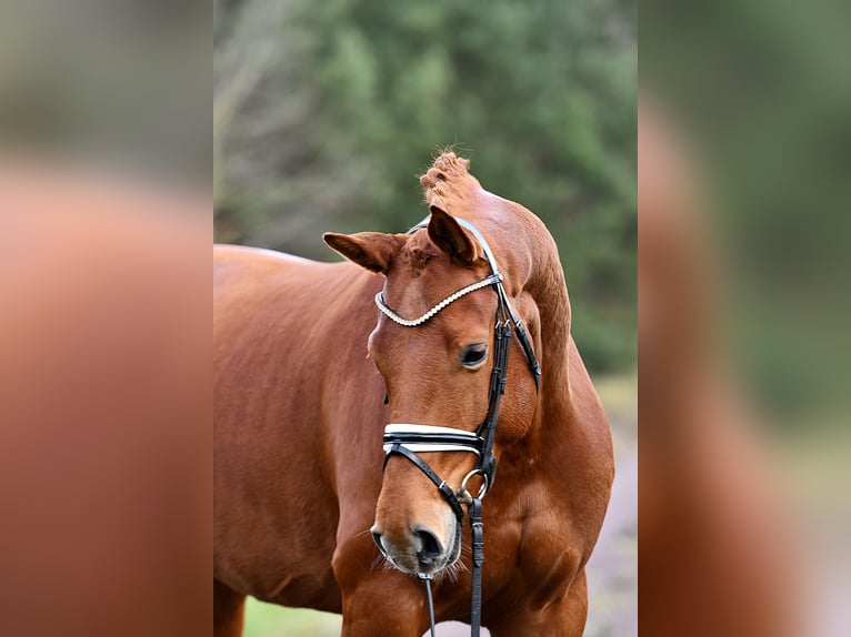German Sport Horse Mare 5 years 16,1 hh Chestnut-Red in Kamern