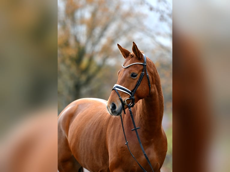 German Sport Horse Mare 5 years 16,1 hh Chestnut-Red in Kamern