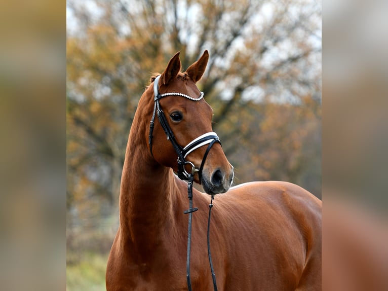 German Sport Horse Mare 5 years 16,1 hh Chestnut-Red in Kamern