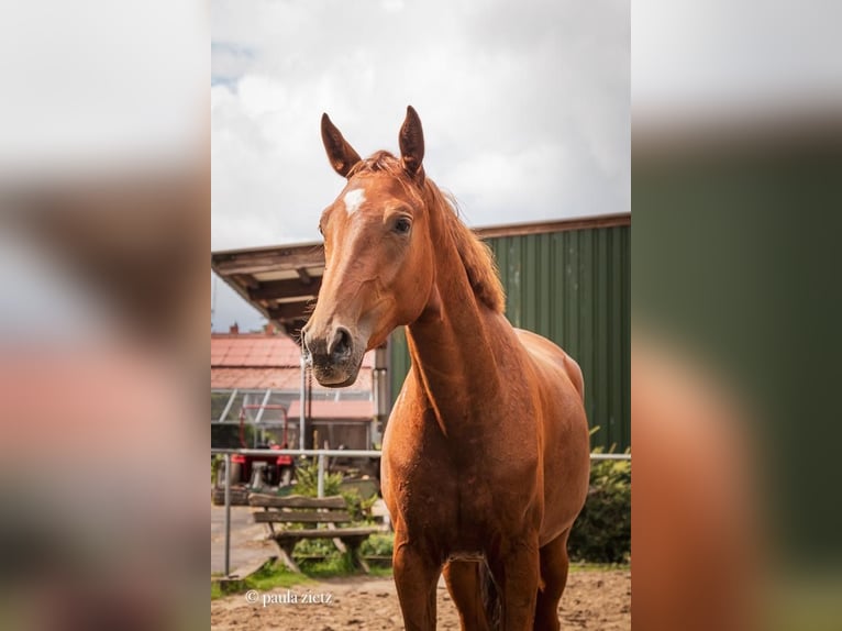 German Sport Horse Mare 5 years 16,1 hh Chestnut-Red in Plattenburg