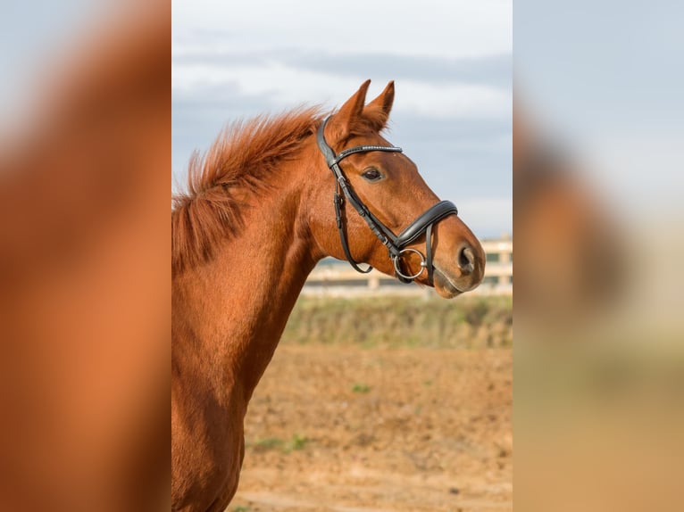 German Sport Horse Mare 5 years 16,1 hh Chestnut-Red in Müncheberg