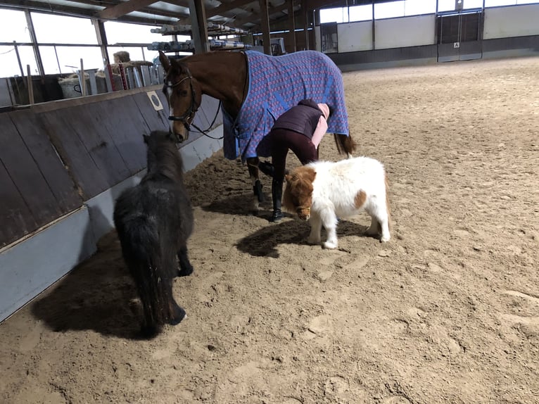 German Sport Horse Mare 5 years 16,1 hh Chestnut-Red in Eppingen