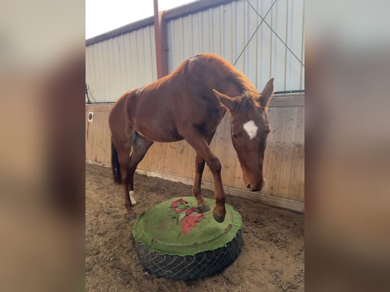 German Sport Horse Mare 5 years 16,1 hh in Plattenburg