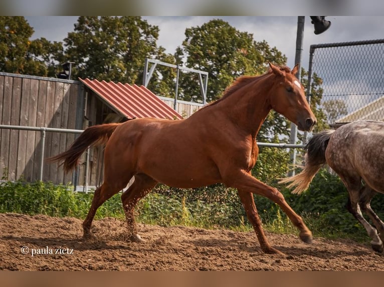 German Sport Horse Mare 5 years 16,1 hh in Plattenburg