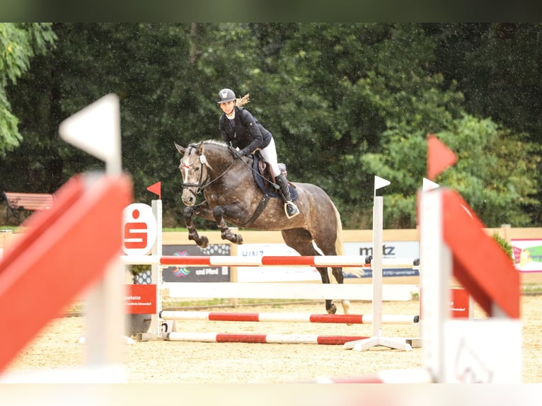 German Sport Horse Mare 5 years 16,1 hh Grey in Kirchenthumbach