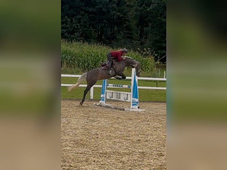 German Sport Horse Mare 5 years 16,1 hh Grey in Kirchenthumbach