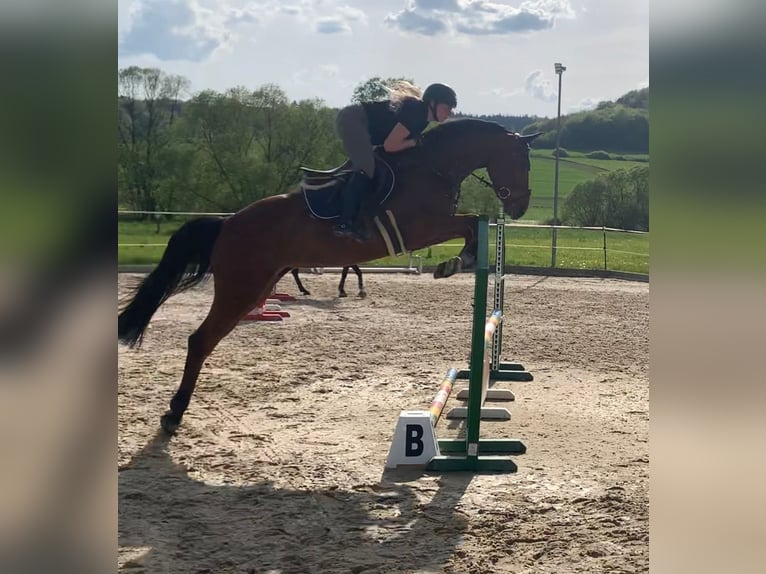 German Sport Horse Mare 5 years 16,1 hh in Ennigerloh