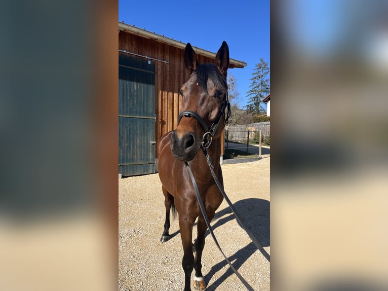 German Sport Horse Mare 5 years 16,2 hh Bay-Dark in Markdorf