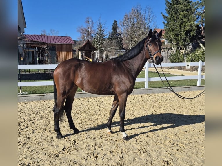 German Sport Horse Mare 5 years 16,2 hh Bay-Dark in Markdorf
