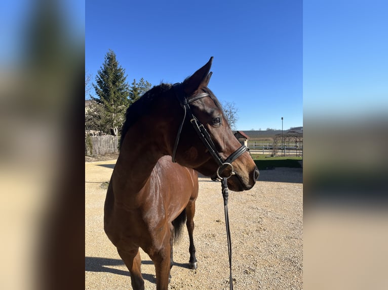 German Sport Horse Mare 5 years 16,2 hh Bay-Dark in Markdorf