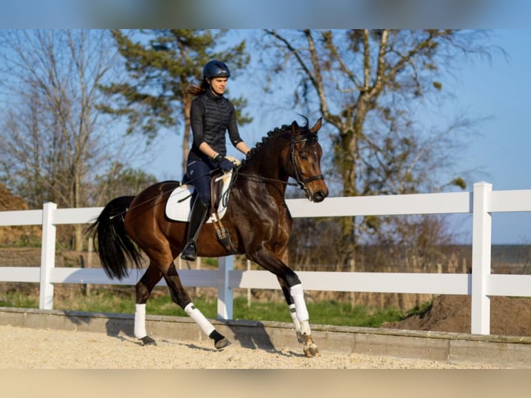 German Sport Horse Mare 5 years 16,2 hh Bay-Dark in Markdorf