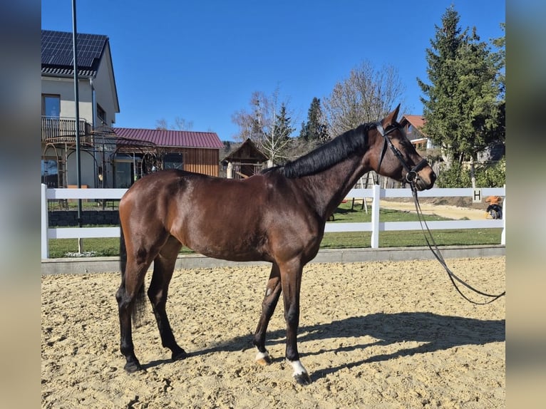 German Sport Horse Mare 5 years 16,2 hh Bay-Dark in Markdorf