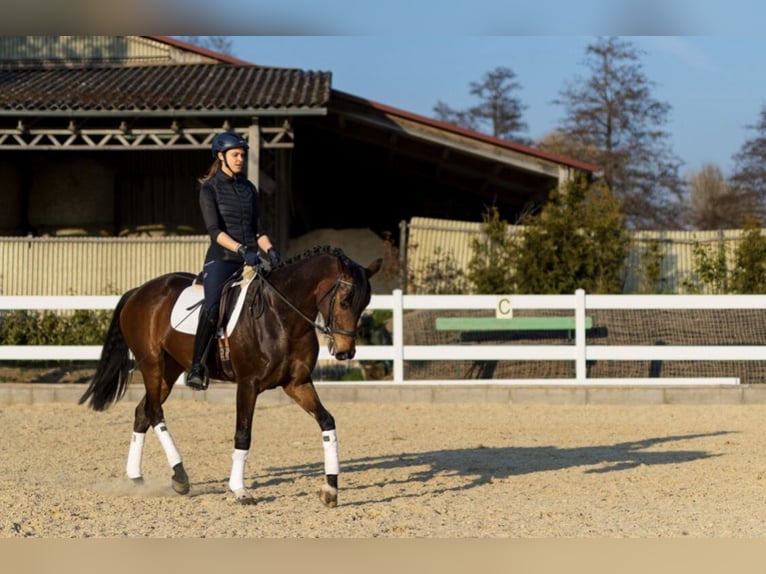 German Sport Horse Mare 5 years 16,2 hh Bay-Dark in Markdorf