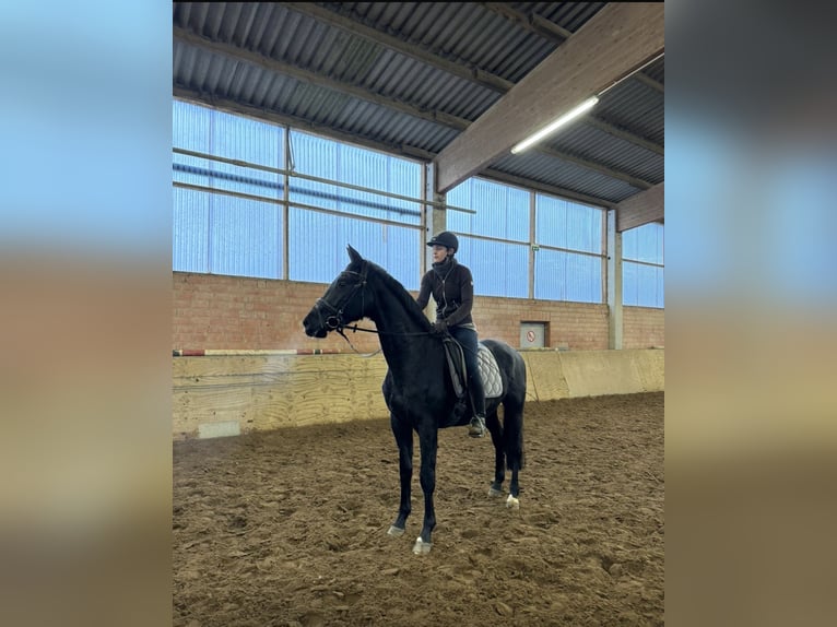 German Sport Horse Mare 5 years 16,2 hh Black in Vechta